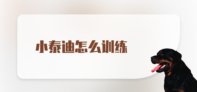 小泰迪怎么训练