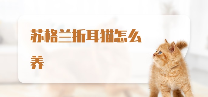 苏格兰折耳猫怎么养