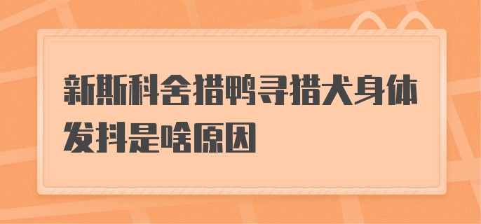 新斯科舍猎鸭寻猎犬身体发抖是啥原因