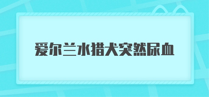 爱尔兰水猎犬突然尿血