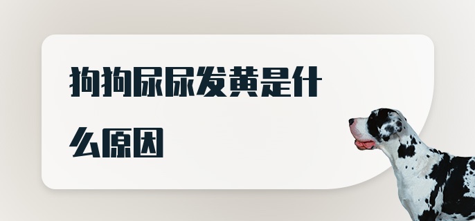 狗狗尿尿发黄是什么原因