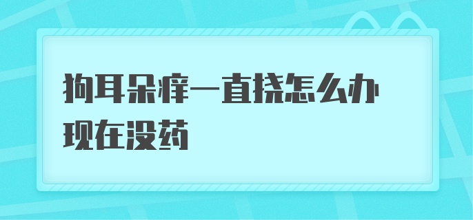 狗耳朵痒一直挠怎么办 现在没药