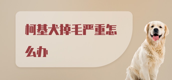 柯基犬掉毛严重怎么办