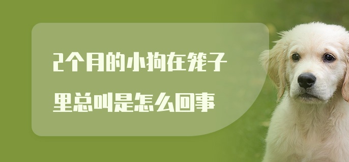 2个月的小狗在笼子里总叫是怎么回事