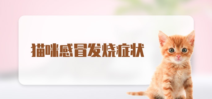 猫咪感冒发烧症状