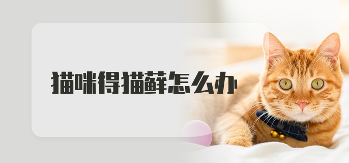 猫咪得猫藓怎么办