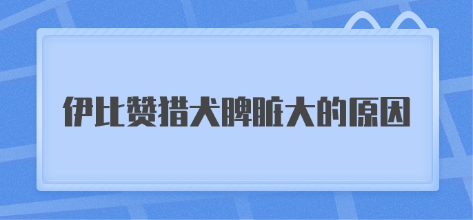 伊比赞猎犬脾脏大的原因