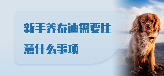 新手养泰迪需要注意什么事项