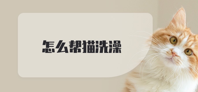 怎么帮猫洗澡