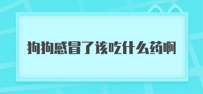 狗狗感冒了该吃什么药啊