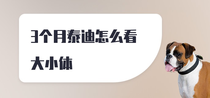 3个月泰迪怎么看大小体