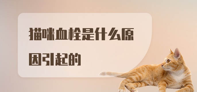 猫咪血栓是什么原因引起的