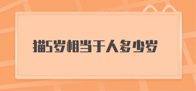 猫5岁相当于人多少岁