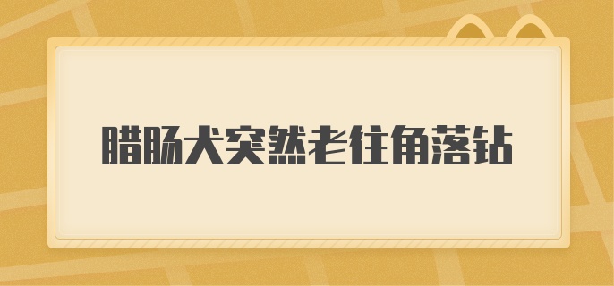 腊肠犬突然老往角落钻