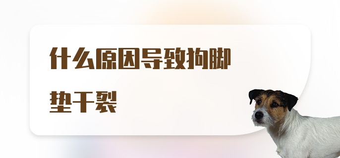 什么原因导致狗脚垫干裂