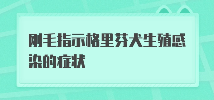 刚毛指示格里芬犬生殖感染的症状