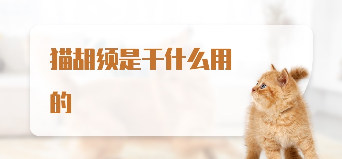 猫胡须是干什么用的