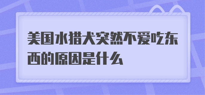 美国水猎犬突然不爱吃东西的原因是什么