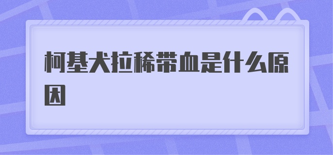 柯基犬拉稀带血是什么原因