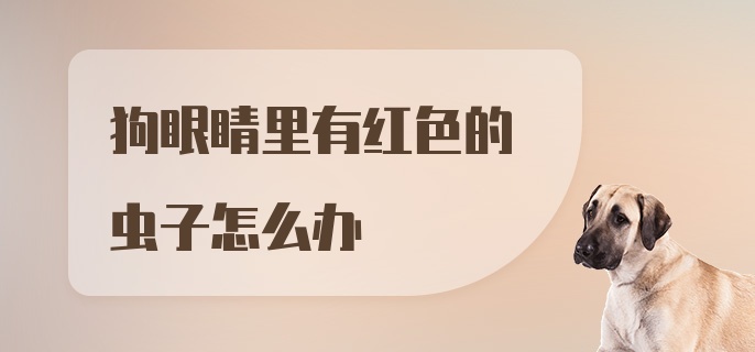 狗眼睛里有红色的虫子怎么办