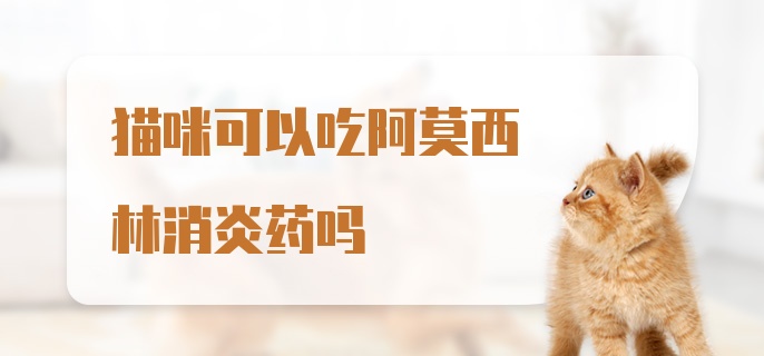 猫咪可以吃阿莫西林消炎药吗