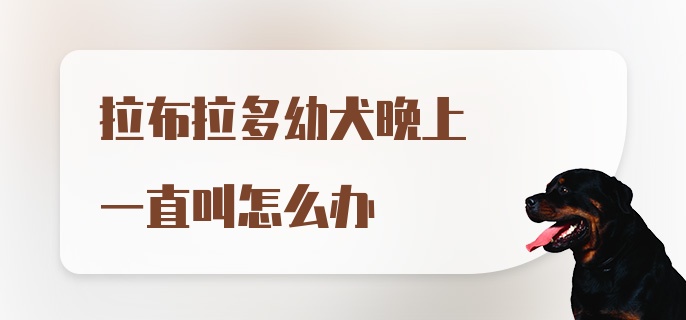 拉布拉多幼犬晚上一直叫怎么办