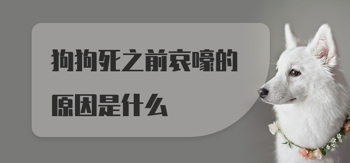 狗狗死之前哀嚎的原因是什么