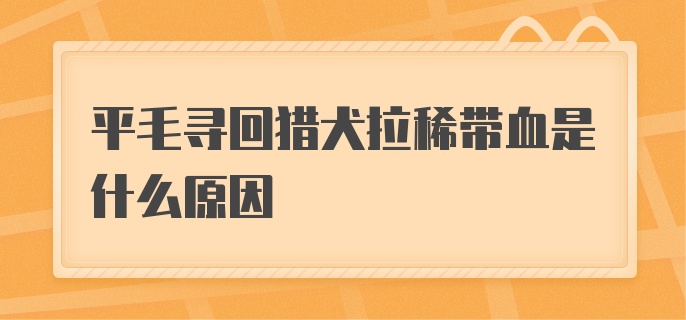 平毛寻回猎犬拉稀带血是什么原因