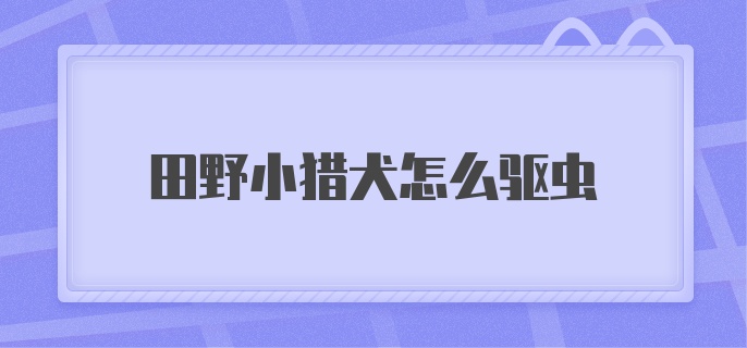 田野小猎犬怎么驱虫