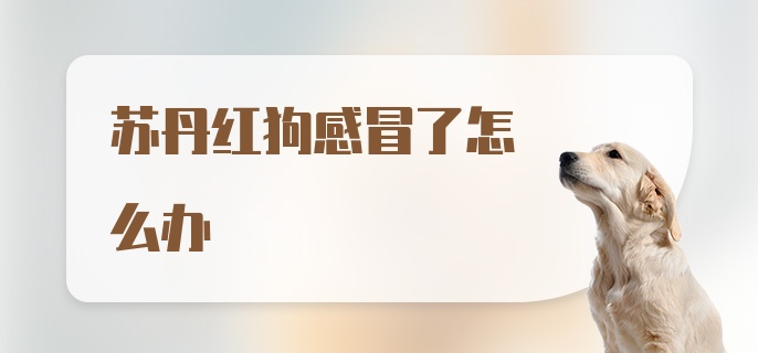 苏丹红狗感冒了怎么办