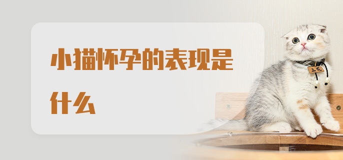 小猫怀孕的表现是什么