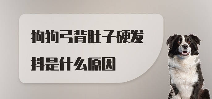 狗狗弓背肚子硬发抖是什么原因