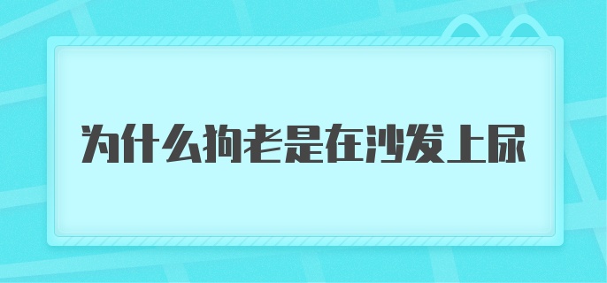 为什么狗老是在沙发上尿