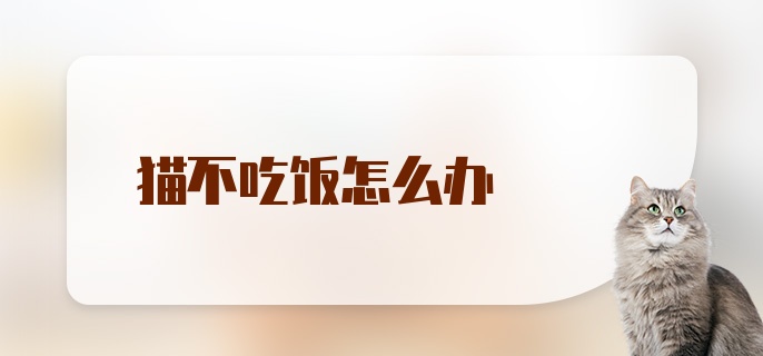 猫不吃饭怎么办