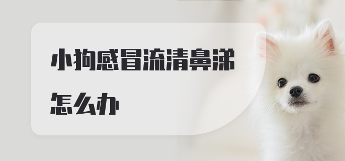 小狗感冒流清鼻涕怎么办