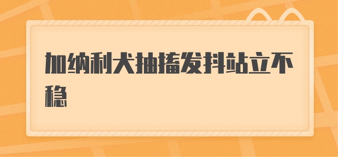 加纳利犬抽搐发抖站立不稳