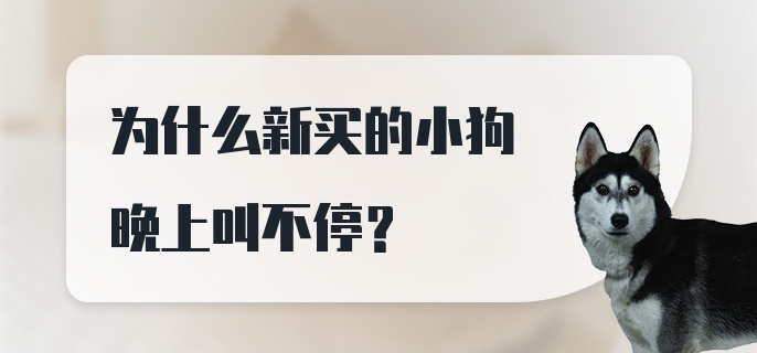 为什么新买的小狗晚上叫不停？