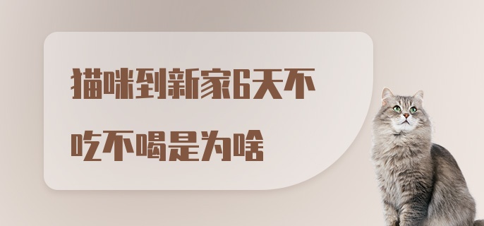 猫咪到新家6天不吃不喝是为啥