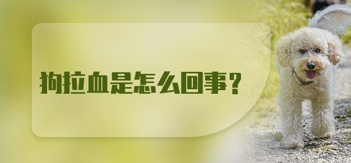 狗拉血是怎么回事？