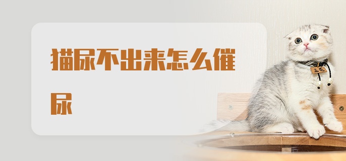 猫尿不出来怎么催尿