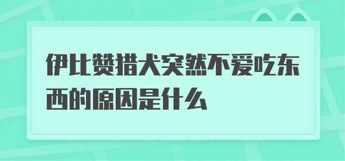 伊比赞猎犬突然不爱吃东西的原因是什么