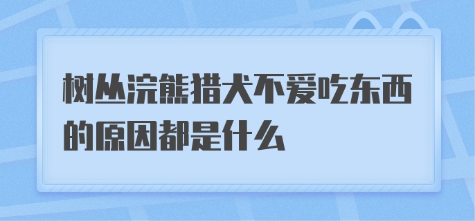 树丛浣熊猎犬不爱吃东西的原因都是什么