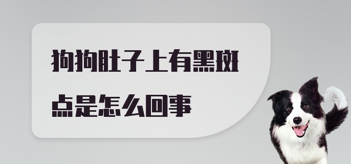 狗狗肚子上有黑斑点是怎么回事