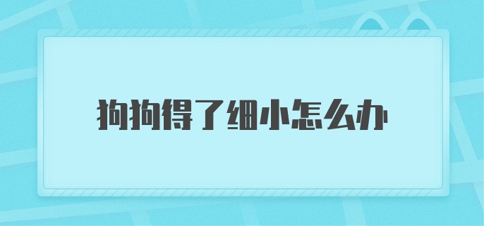 狗狗得了细小怎么办