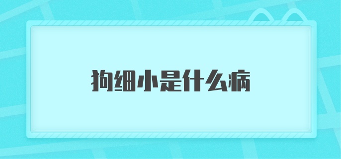 狗细小是什么病