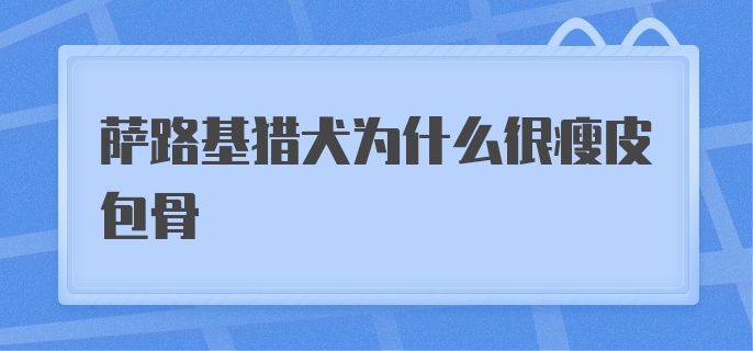 萨路基猎犬为什么很瘦皮包骨