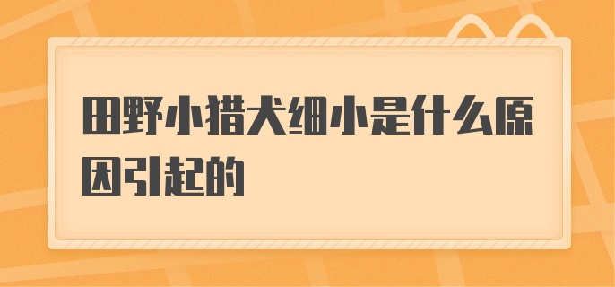 田野小猎犬细小是什么原因引起的