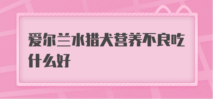 爱尔兰水猎犬营养不良吃什么好