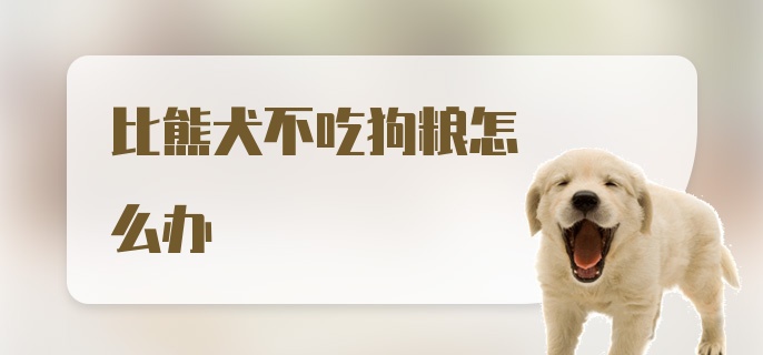 比熊犬不吃狗粮怎么办