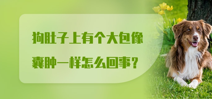 狗肚子上有个大包像囊肿一样怎么回事？